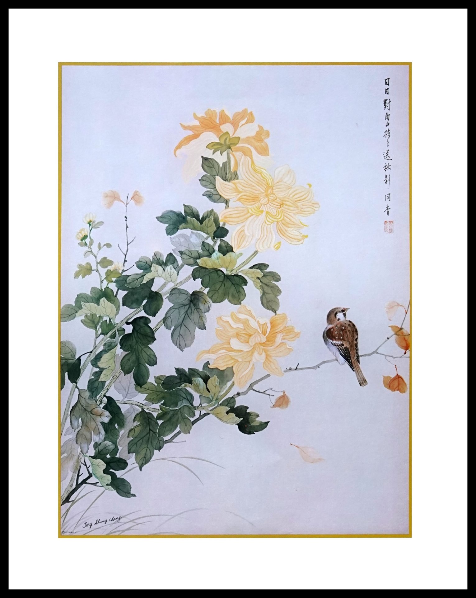 DAC 9867 Yellow Chrysanthemum
